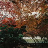 横浜もみじお寺散策