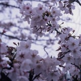 市ヶ谷の桜