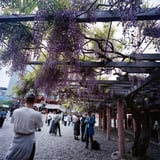 春の日吉神社