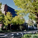 山下公園いちょう並木