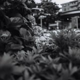 花のいろは・・・