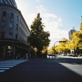 日本大通りいちょう散策