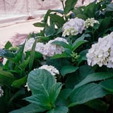 白い紫陽花