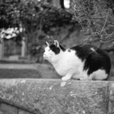 仲良しだった猫さま