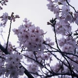 お堀のさくら