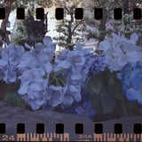 紫陽花手水舎