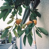 実りの秋