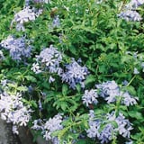 今年も見かけた花壇の色味