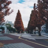 横浜紅葉散策 センター南