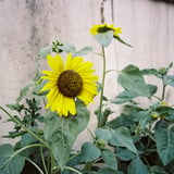 道沿いのひまわり