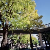 山下公園いちょう並木