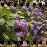 紫陽花