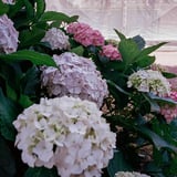 紫陽花散策