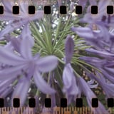 紫陽花も終盤になると