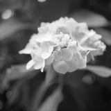 紫陽花散策
