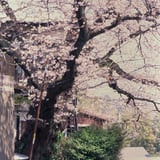 ご近所桜の大木