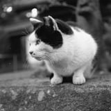ねこさま