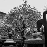雪と梅