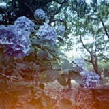 お寺の紫陽花