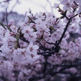 市ヶ谷さくら散策