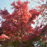 池田山公園散策