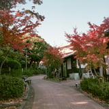池田山公園もみじ散策