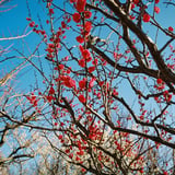 公園で観梅
