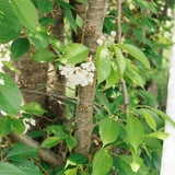 葉桜にかこまれた数輪
