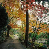 横浜もみじお寺散策