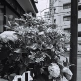 あじさい