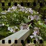 紫陽花