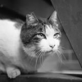構えるねこさま