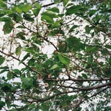 葉桜