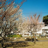 公園で梅を距離とって