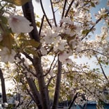 緑混じりの桜