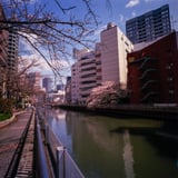新田間川 桜 散策