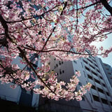 河津桜