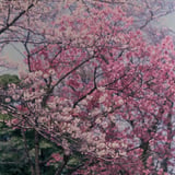 さくらが交わる