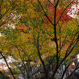 横浜もみじお寺散策