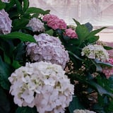 紫陽花散策