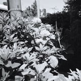 ご近所紫陽花