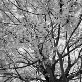 モノクロームで桜