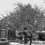 岡野公園 梅と雪