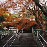 横浜紅葉お寺巡り