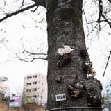 幹のはな