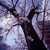 新田間川の桜