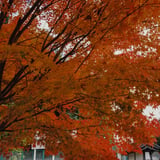 横浜もみじお寺巡り