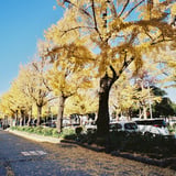 山下公園いちょう並木