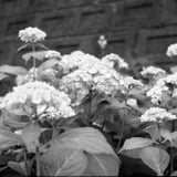 紫陽花散策