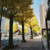 いちょう散策